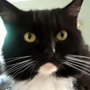 Meet your Posher, Dennis